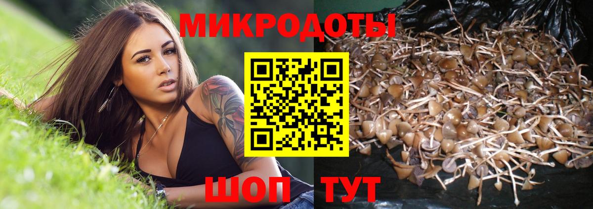 Псилоцибиновые грибы мицелий Камышлов